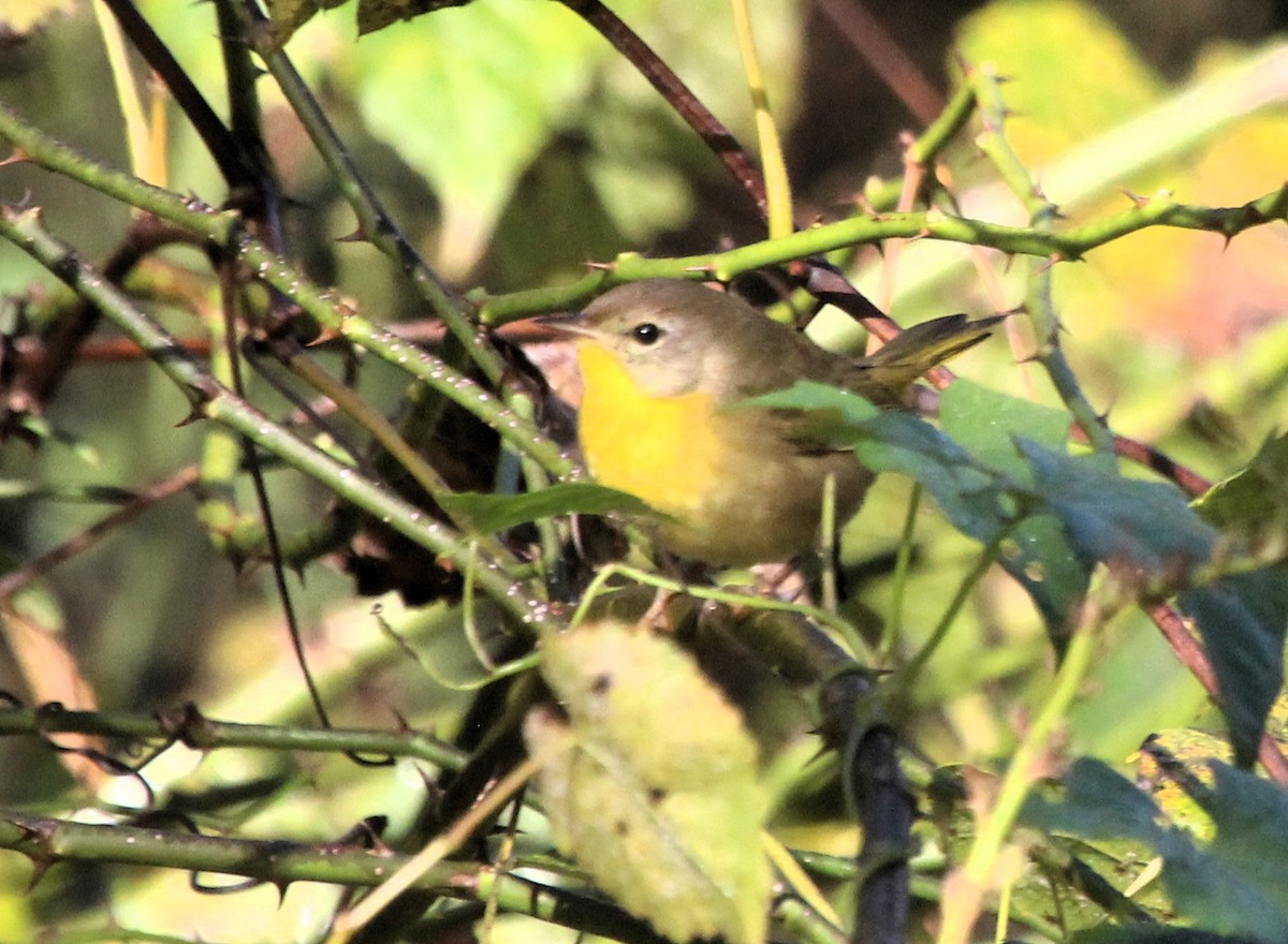 Common Yellowthroat - ML642815358