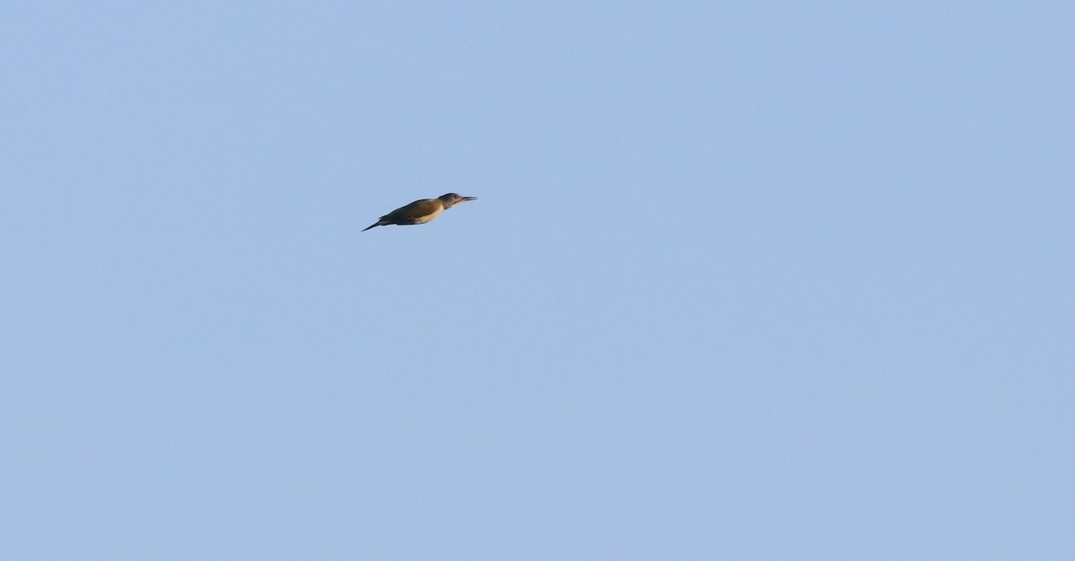 Iberian Green Woodpecker - ML642815364