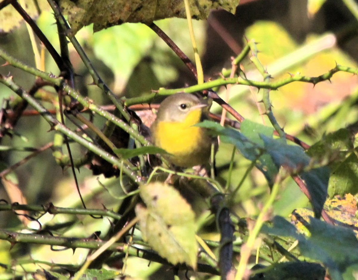 Common Yellowthroat - ML642815367
