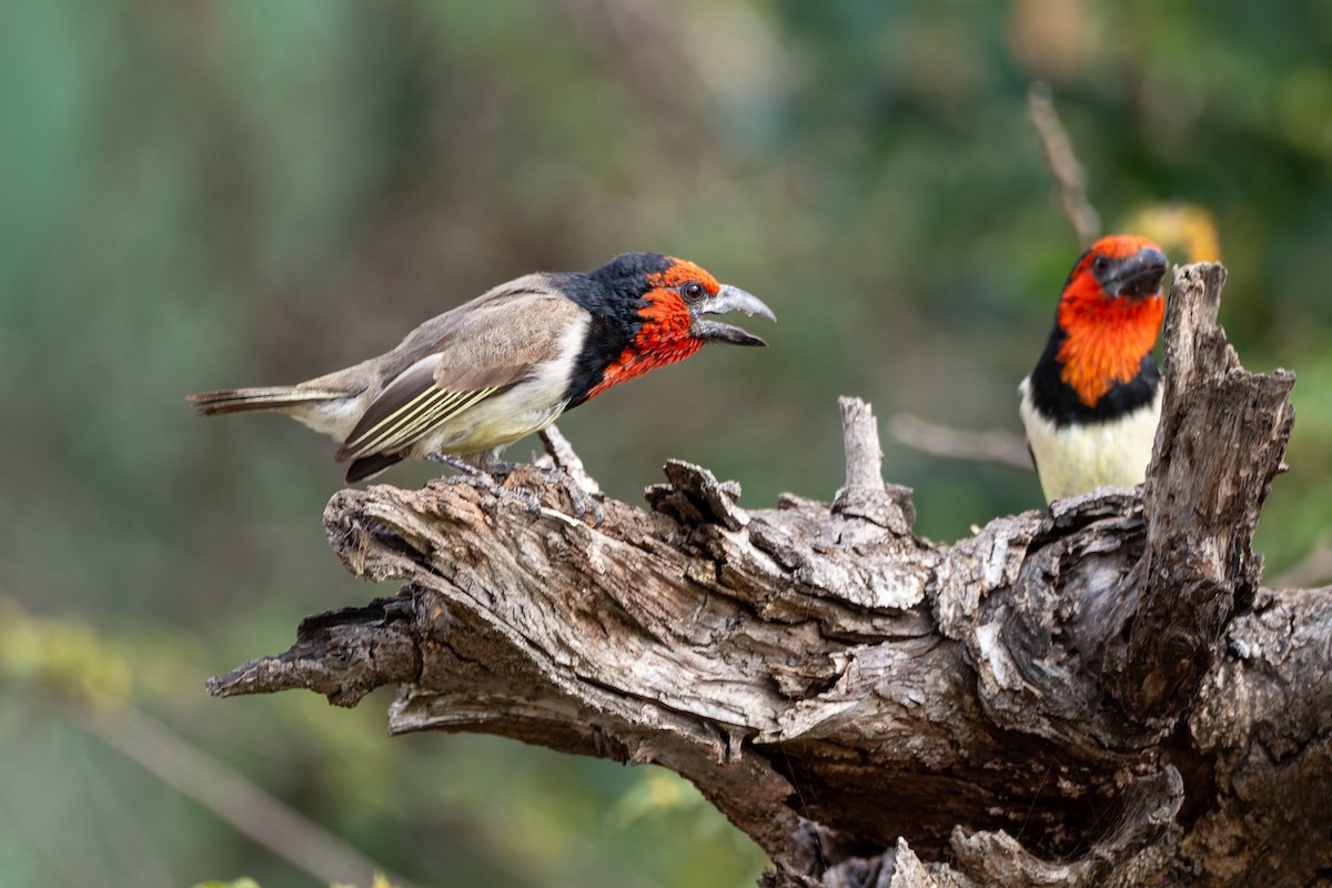 Black-collared Barbet - ML642815368