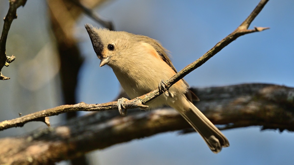 Black-crested Titmouse - ML642815383