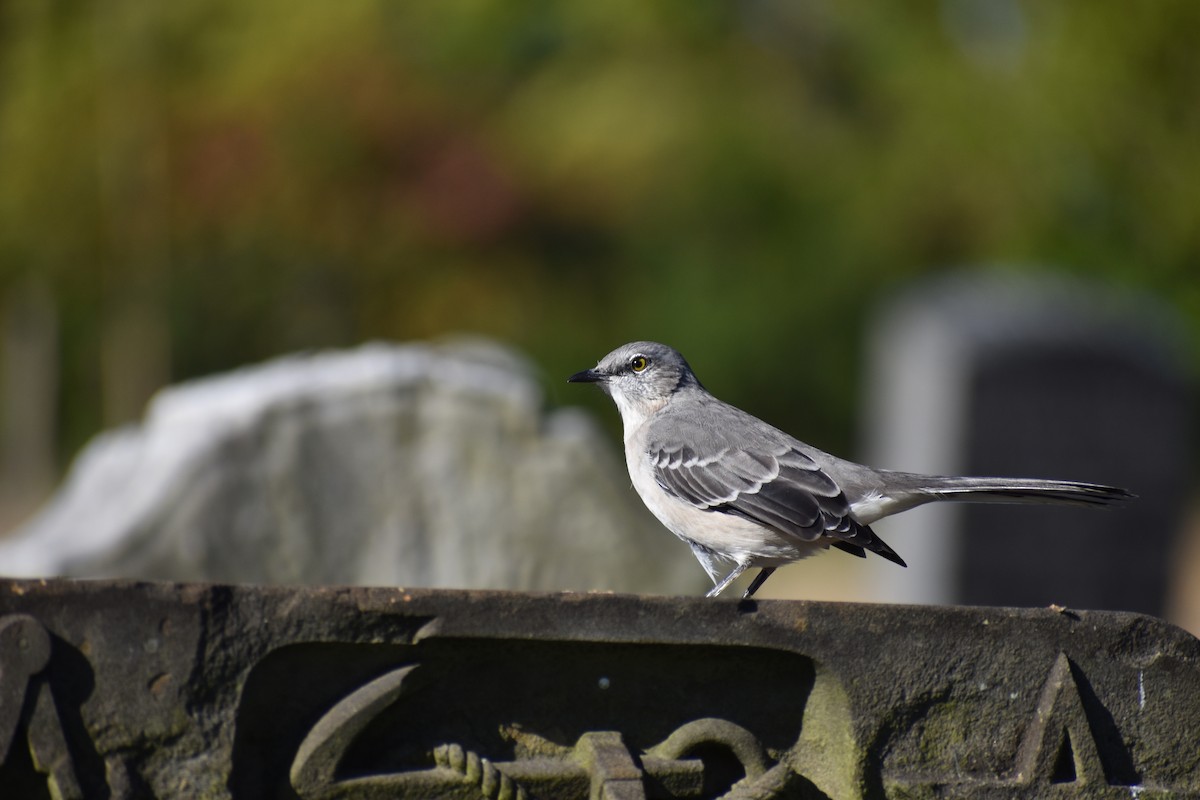 Northern Mockingbird - ML642815387