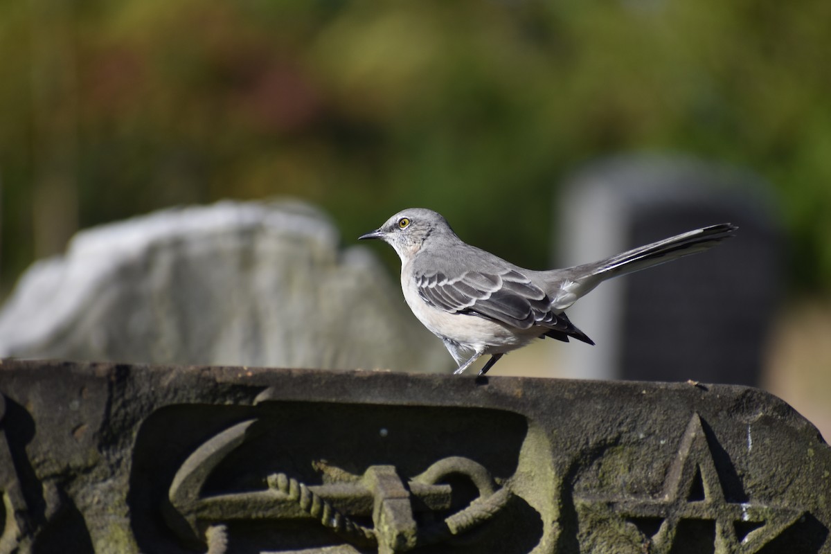 Northern Mockingbird - ML642815388