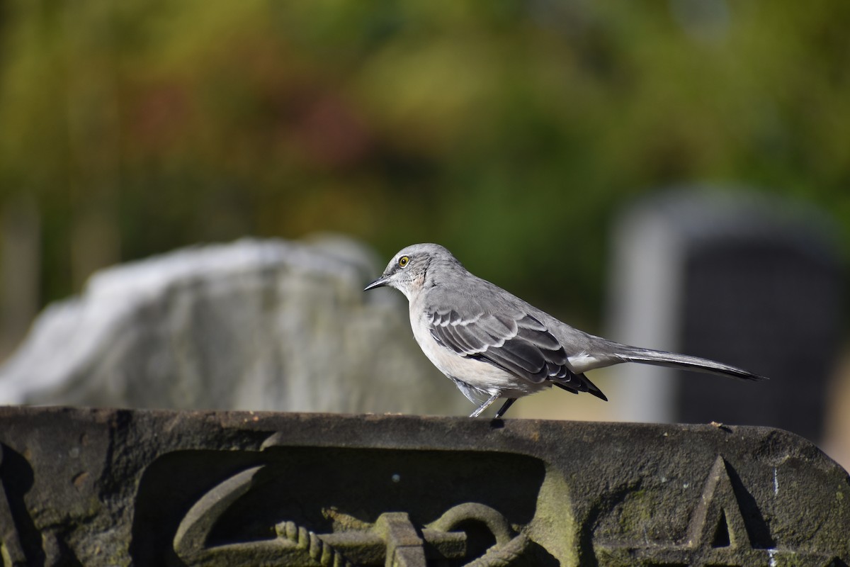 Northern Mockingbird - ML642815389