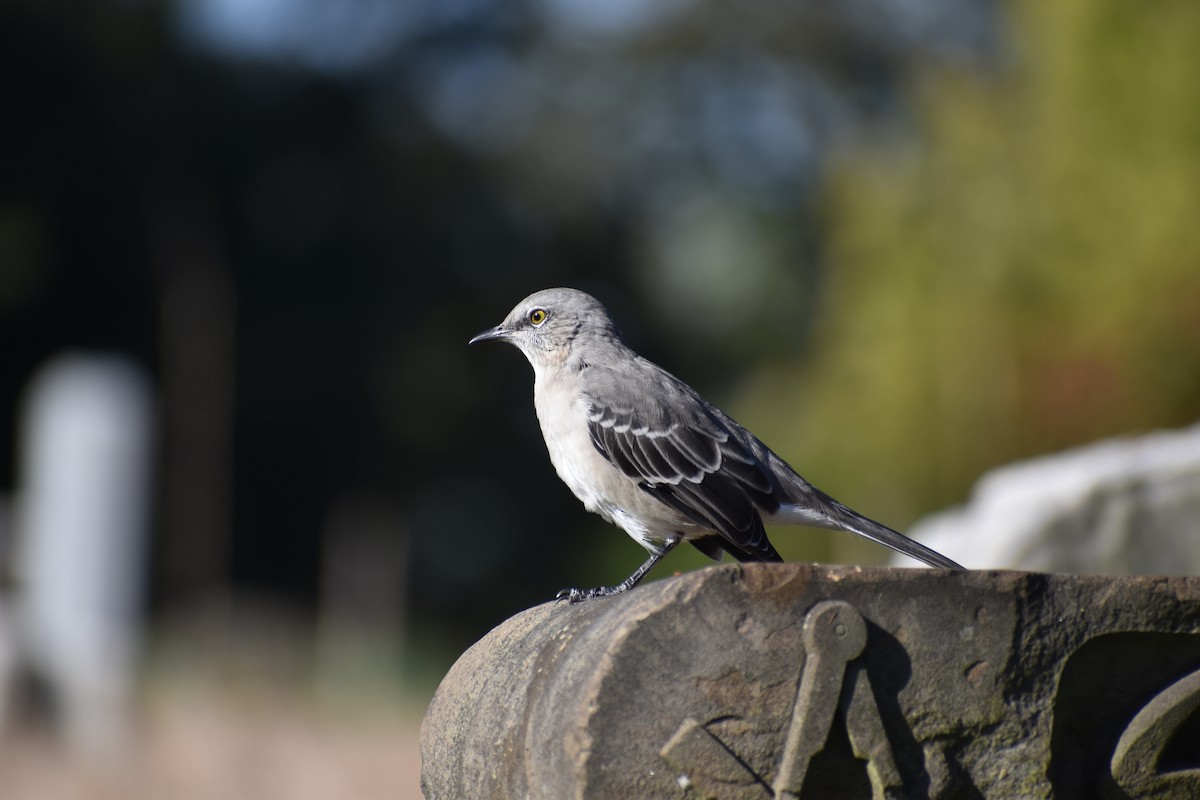 Northern Mockingbird - ML642815390