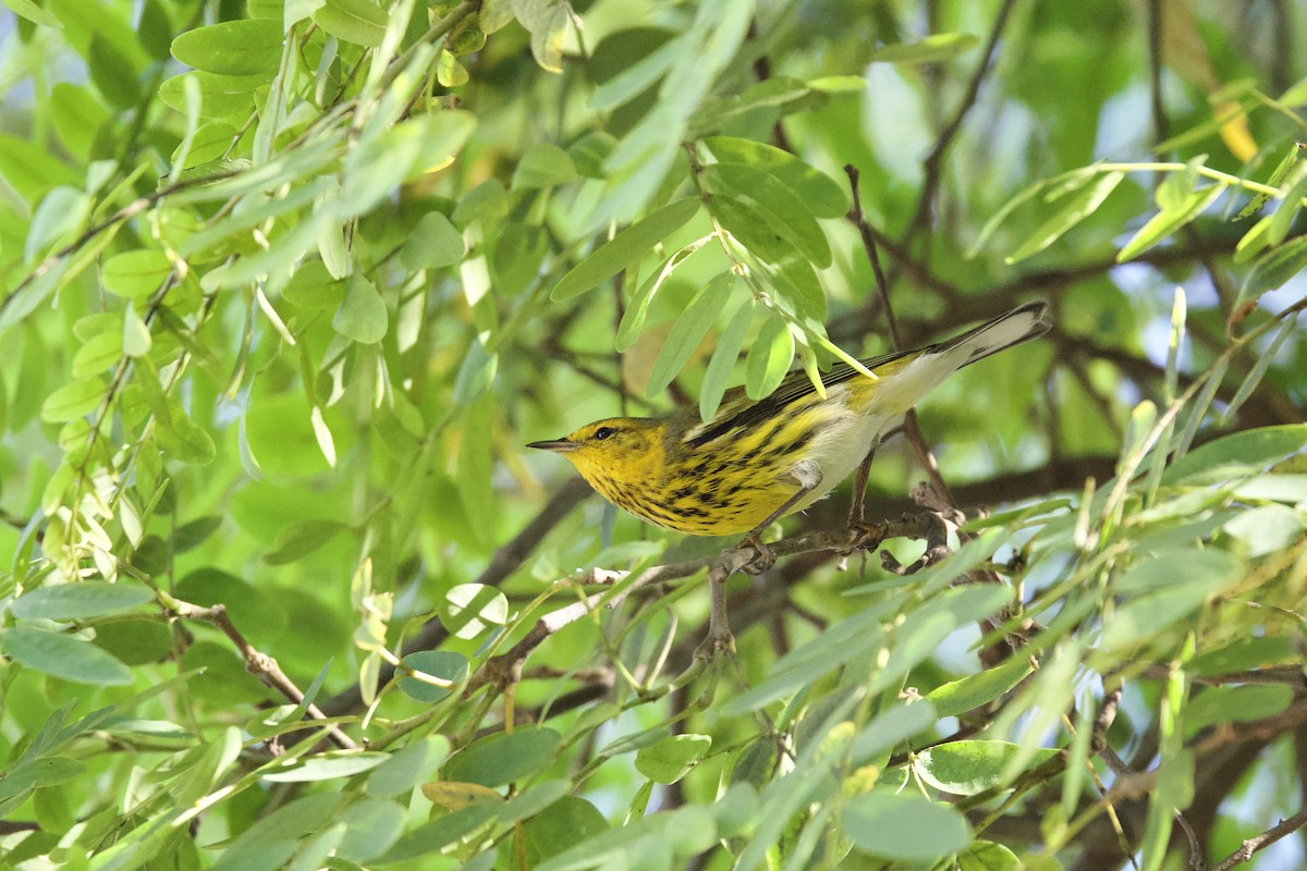 Cape May Warbler - ML642815391