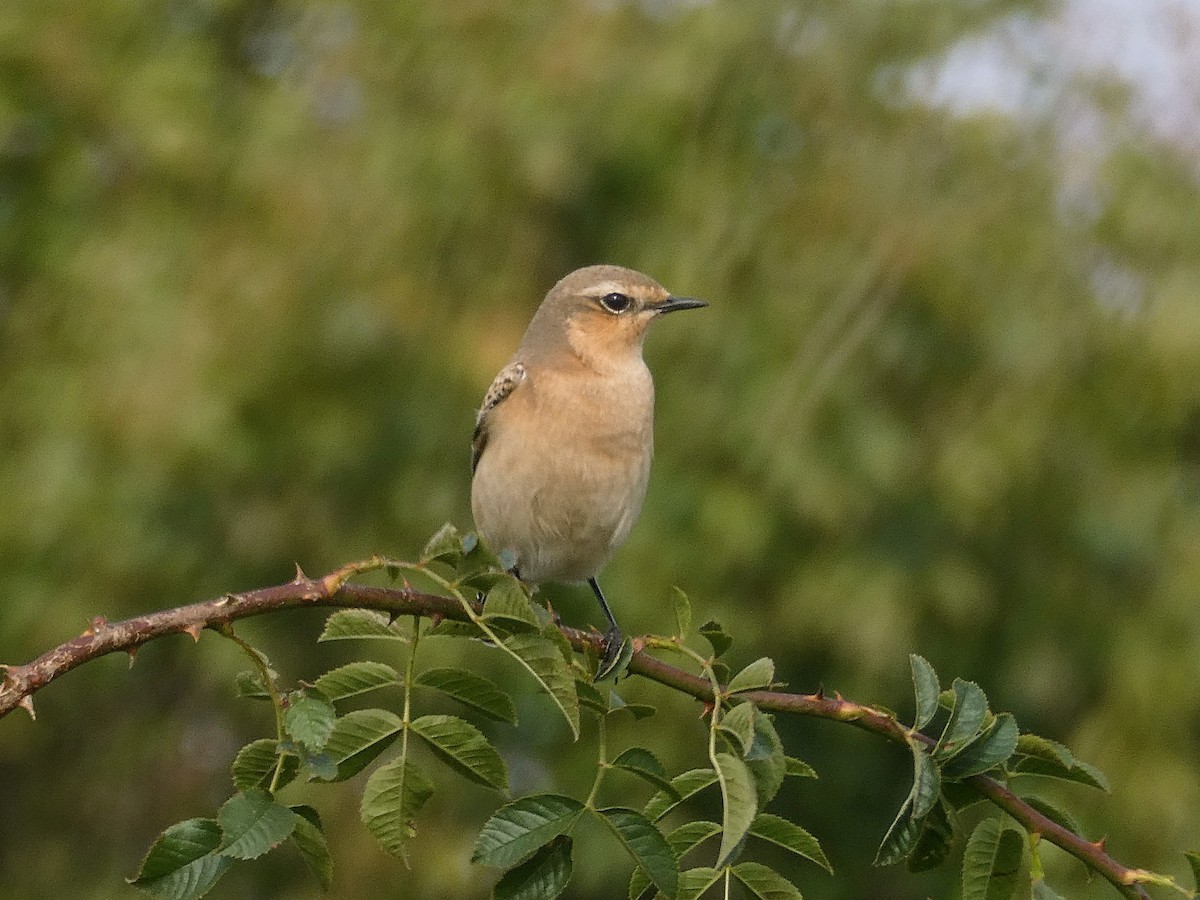 Northern Wheatear - ML642815395