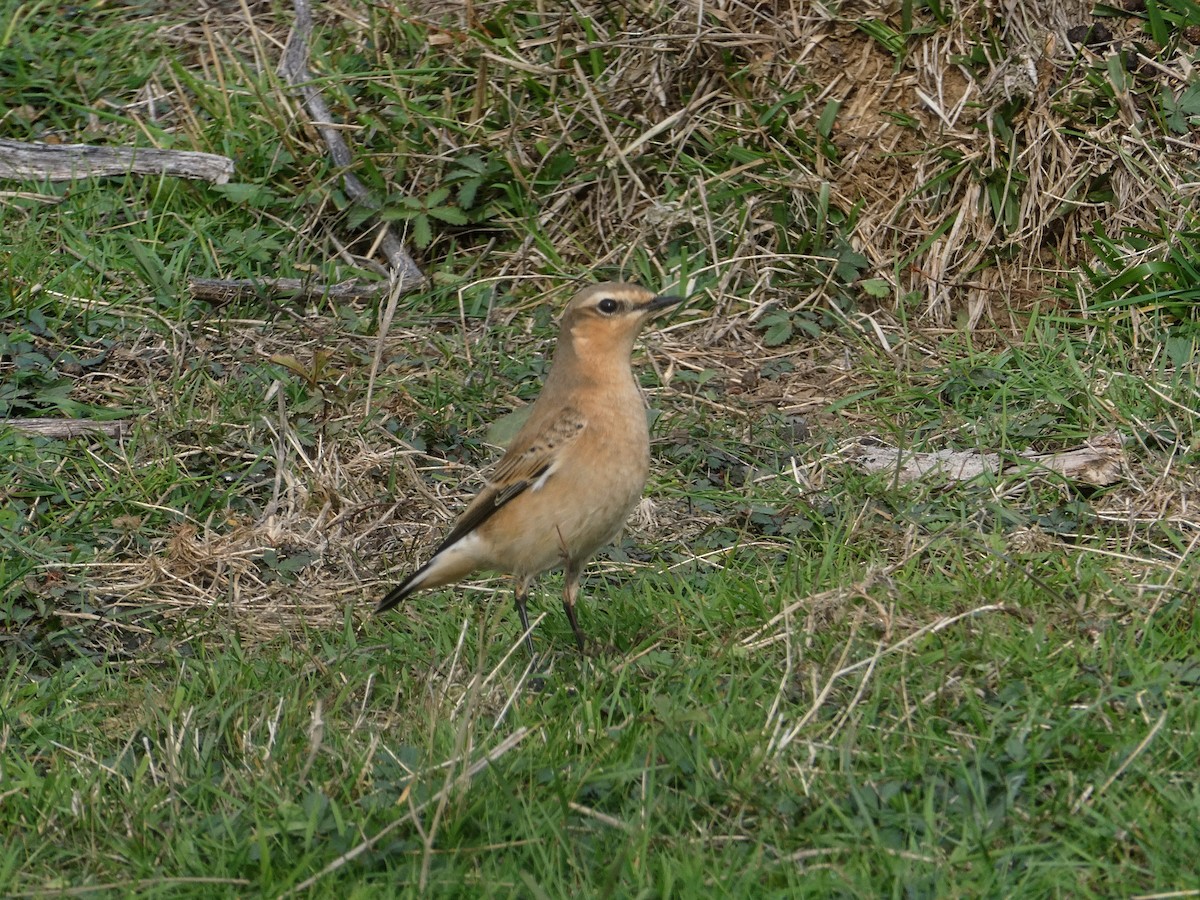Northern Wheatear - ML642815396