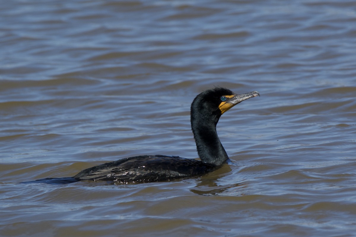 Double-crested Cormorant - ML642815402