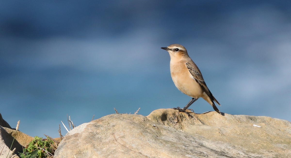 Northern Wheatear - ML642815409