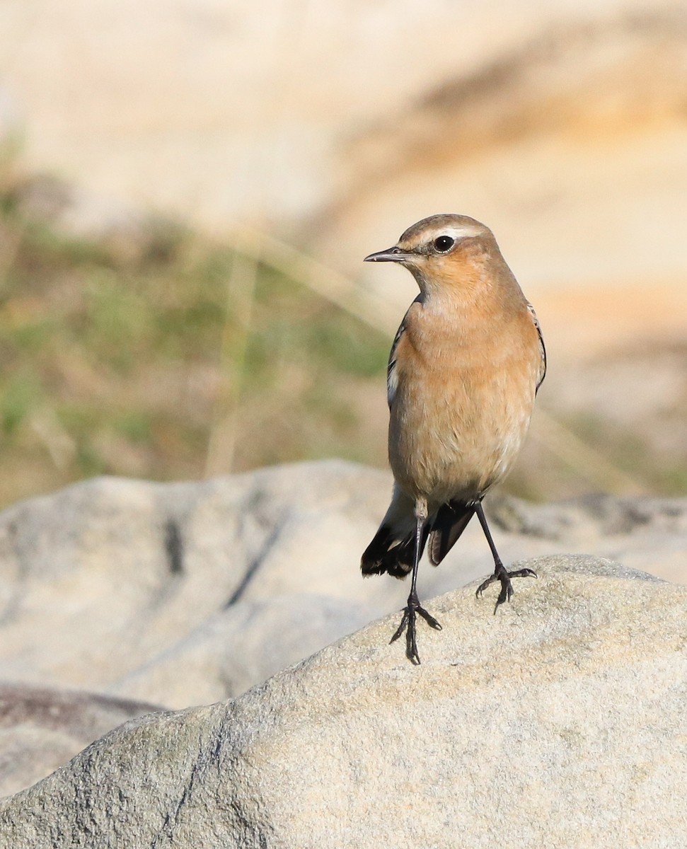 Northern Wheatear - ML642815410