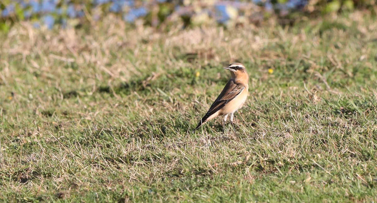 Northern Wheatear (Greenland) - ML642815414