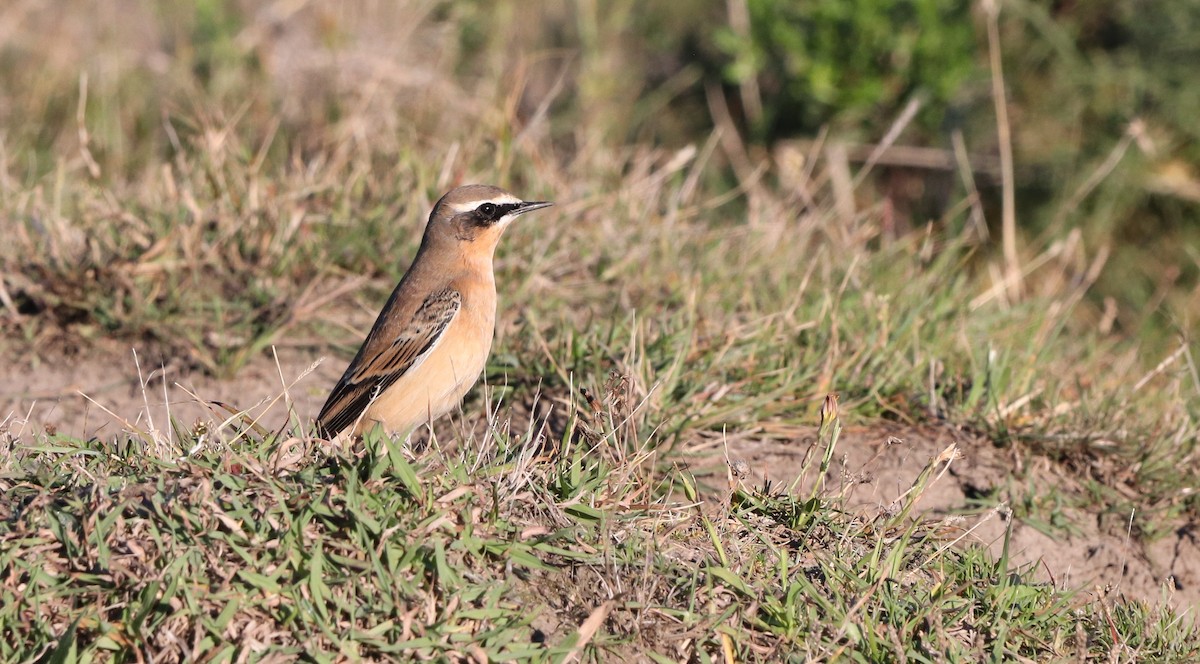 Northern Wheatear (Greenland) - ML642815415