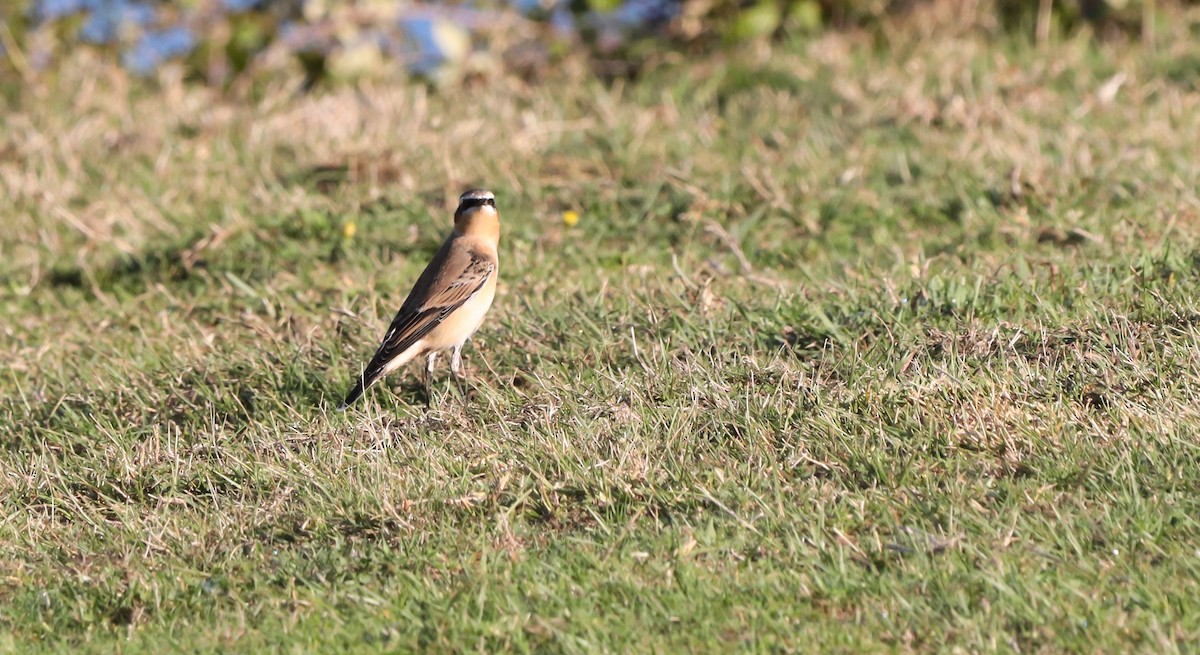 Northern Wheatear (Greenland) - ML642815416