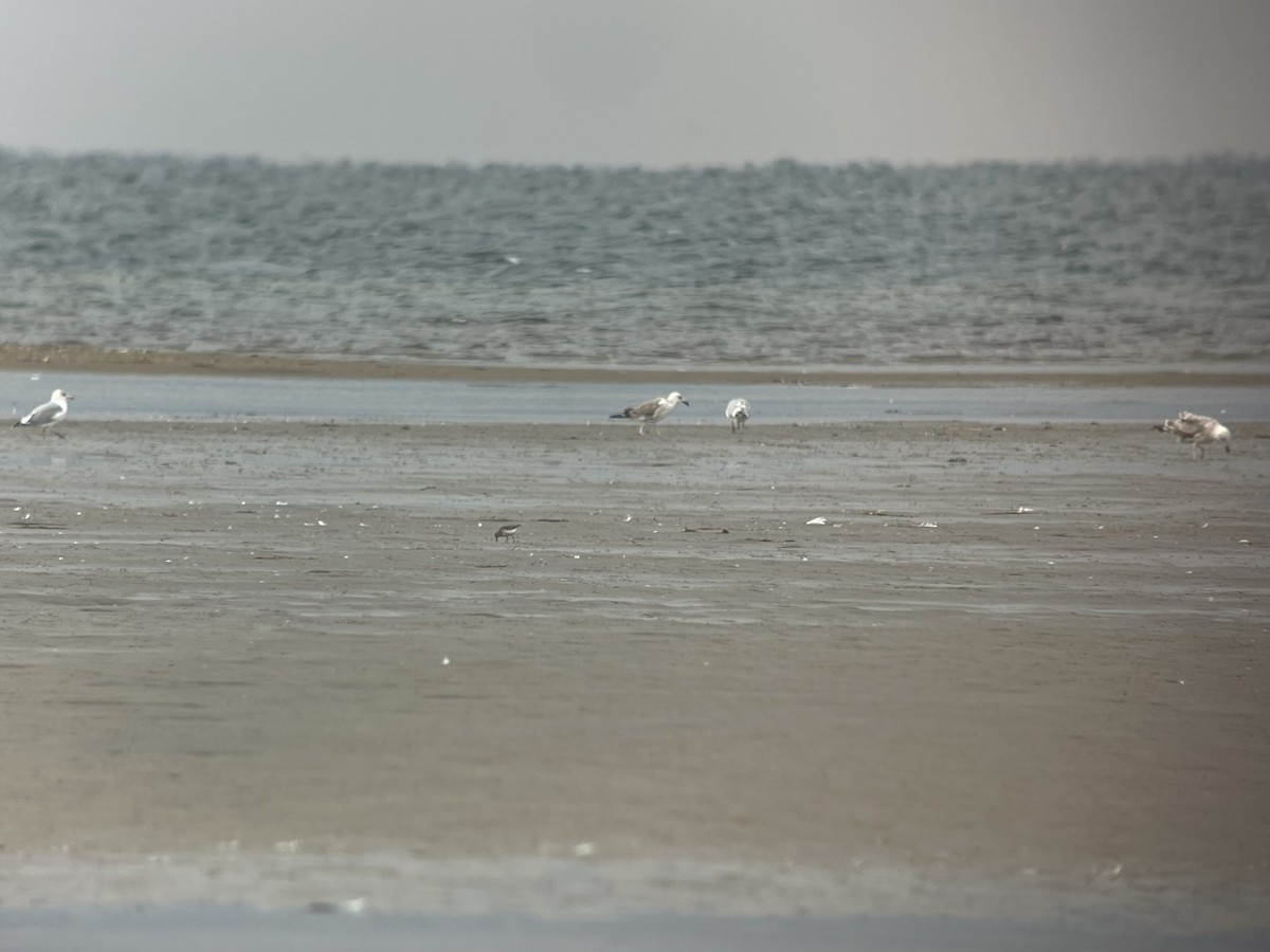 Caspian Gull - ML642815431