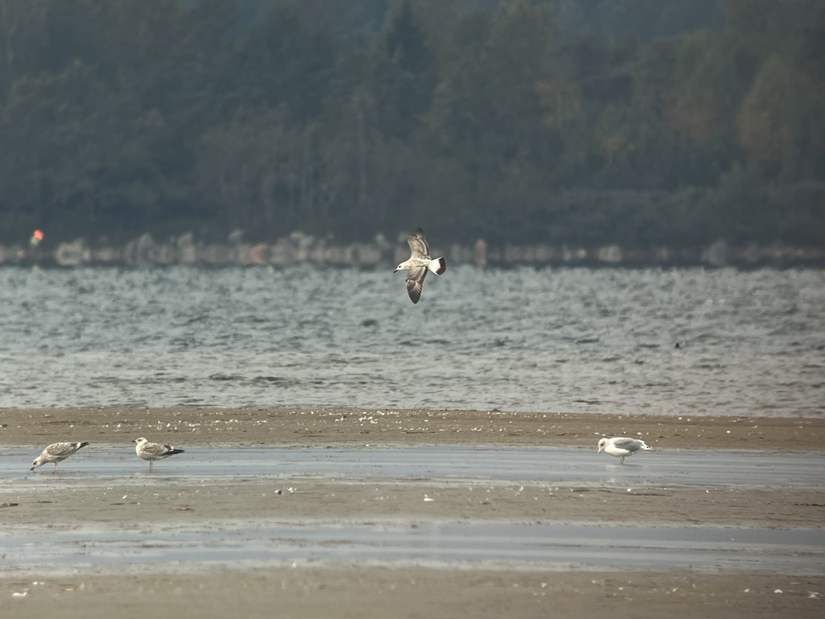 Caspian Gull - ML642815432