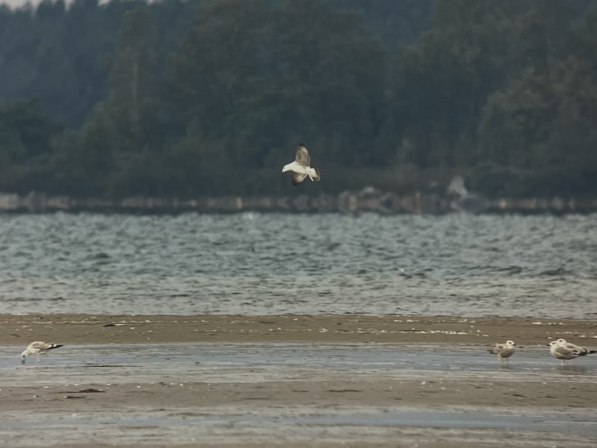 Caspian Gull - ML642815433