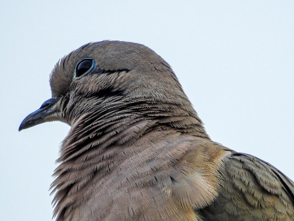 Eared Dove - ML642815437