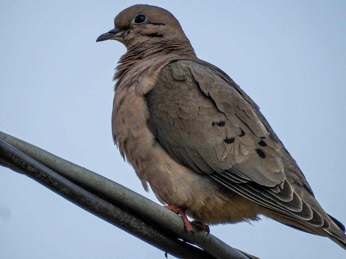 Eared Dove - ML642815438