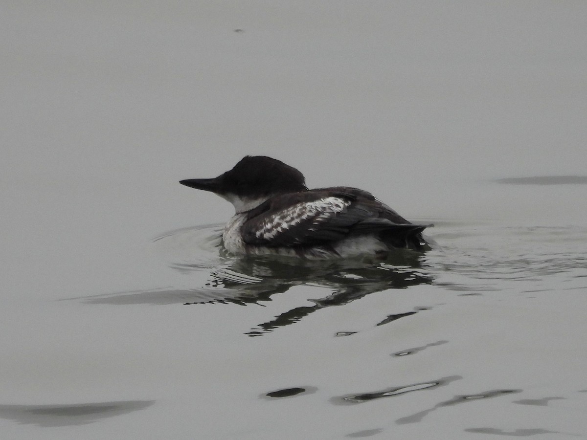 Pigeon Guillemot - ML642815459