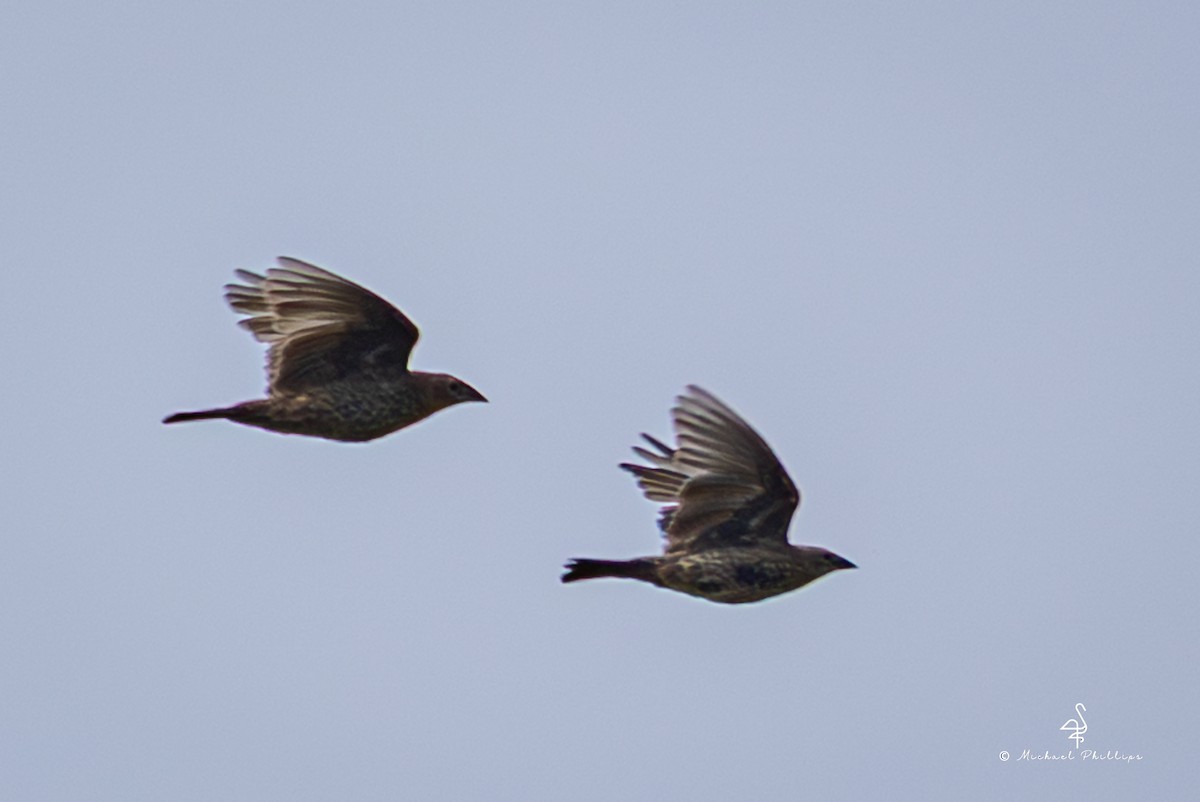Brown-headed Cowbird - ML642815461
