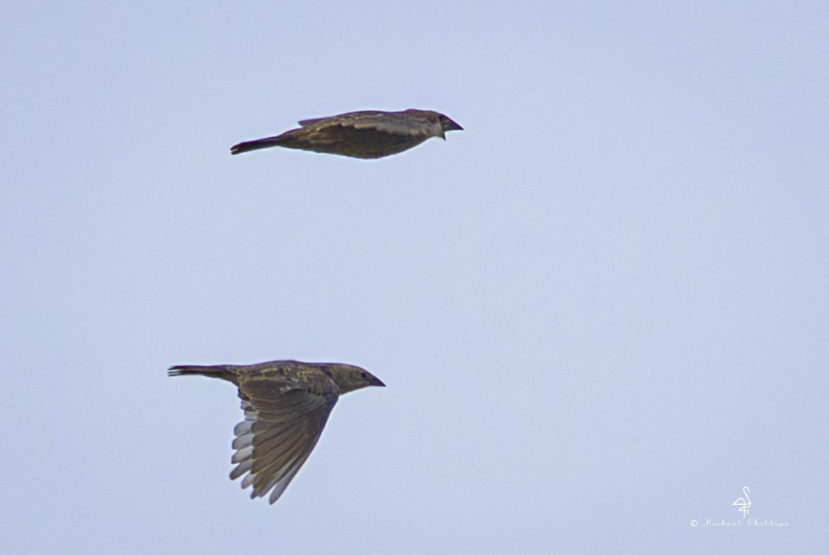 Brown-headed Cowbird - ML642815462
