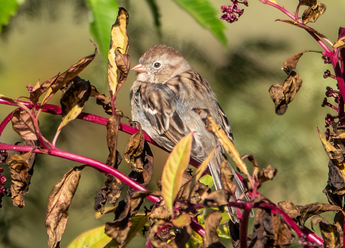 Field Sparrow - ML642815463