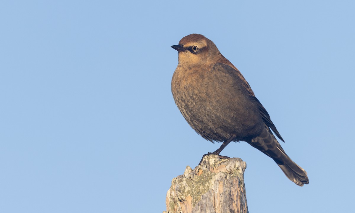 Rusty Blackbird - ML642815464