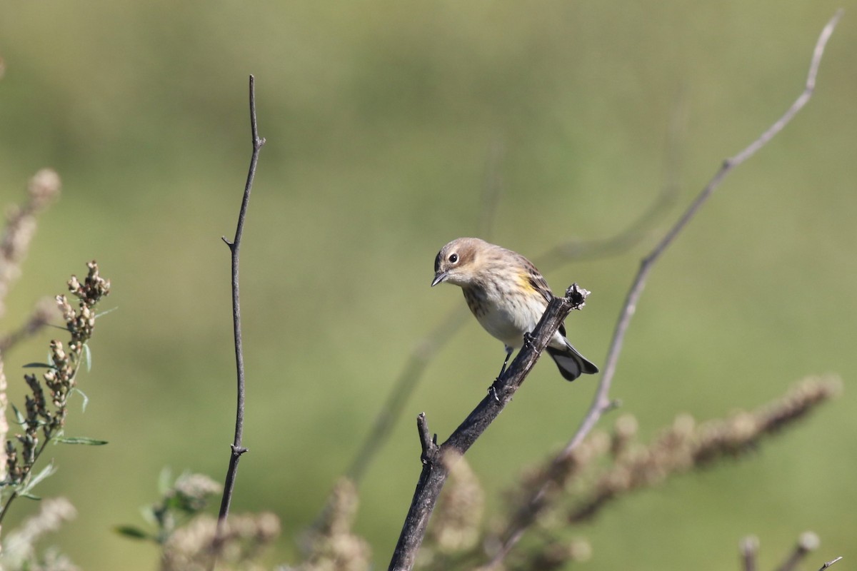 Yellow-rumped Warbler (Myrtle) - ML642815480