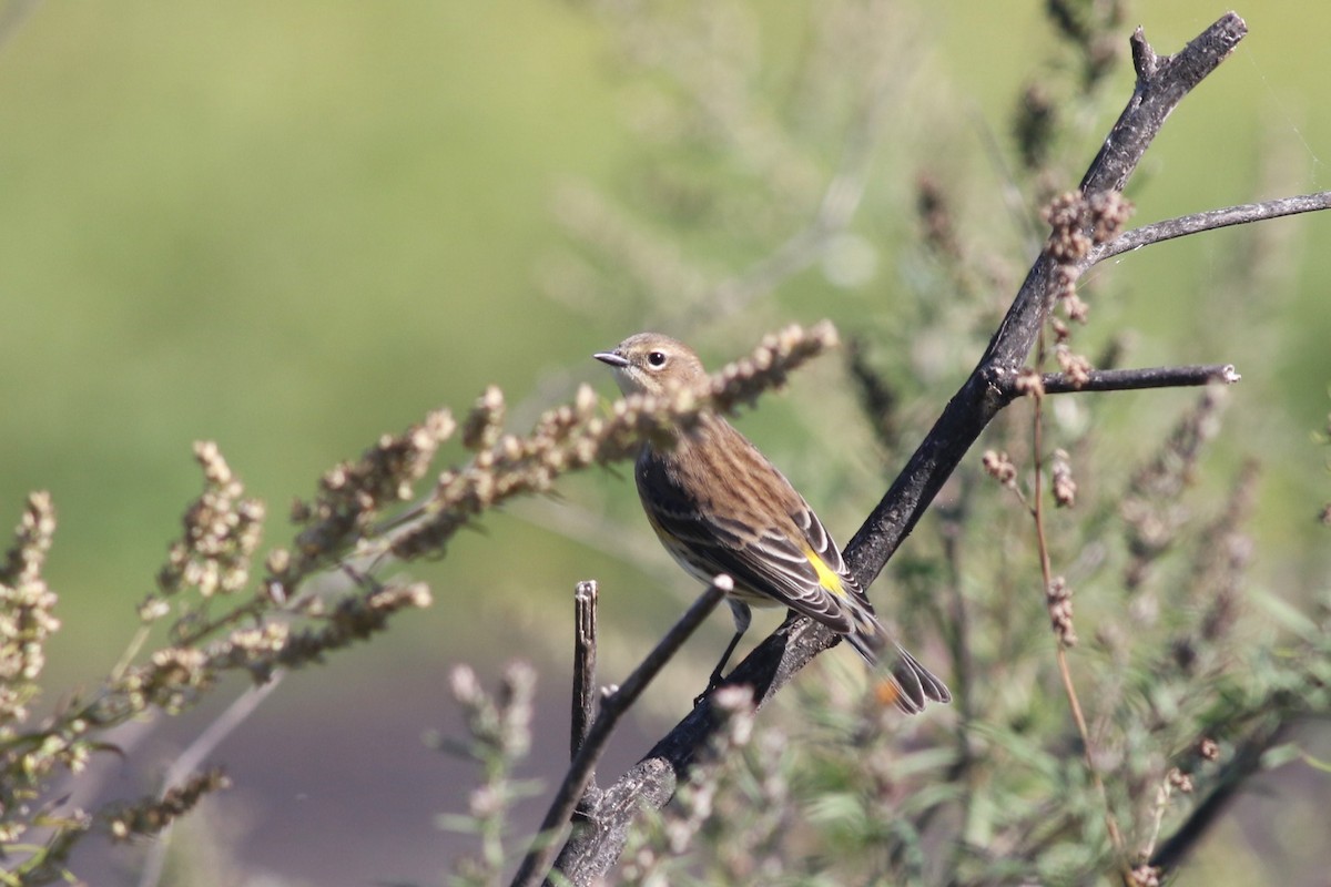 Yellow-rumped Warbler (Myrtle) - ML642815481