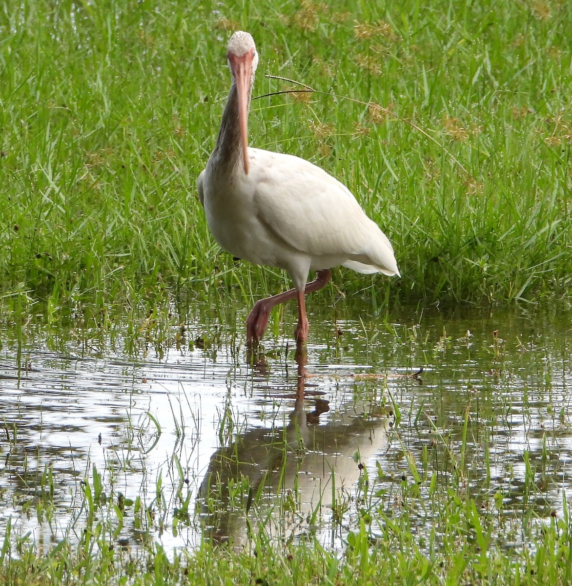 White Ibis - ML642815484