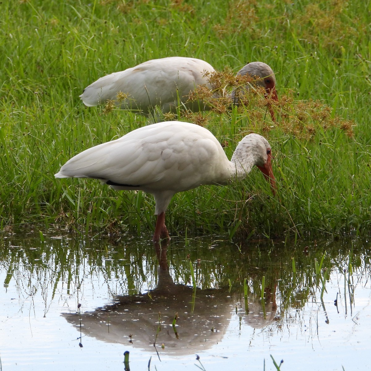 White Ibis - ML642815486