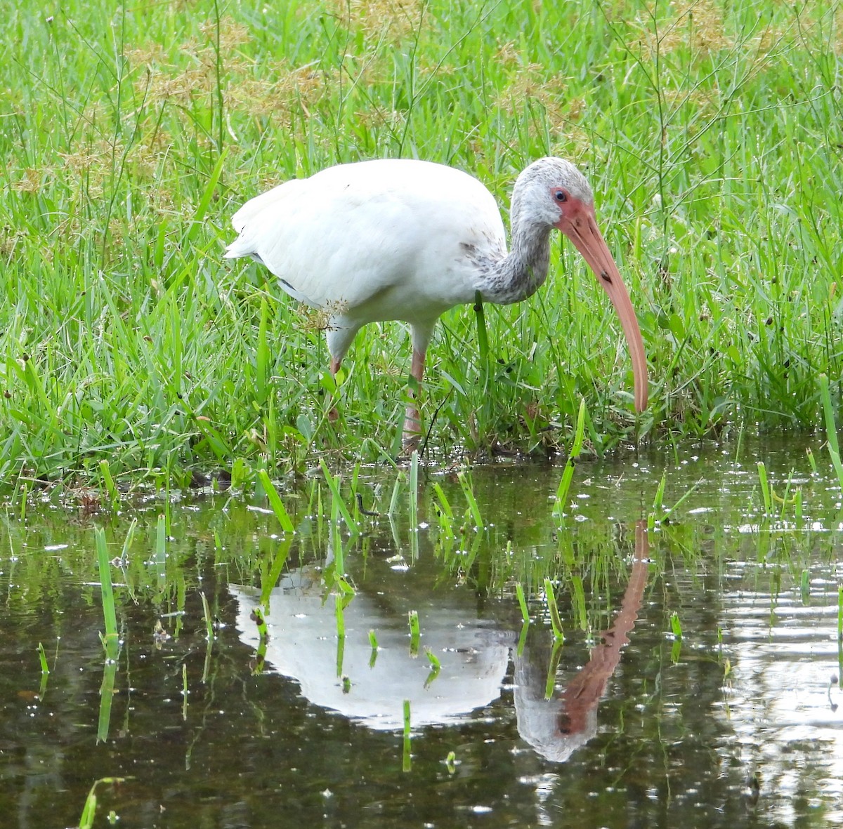 White Ibis - ML642815487