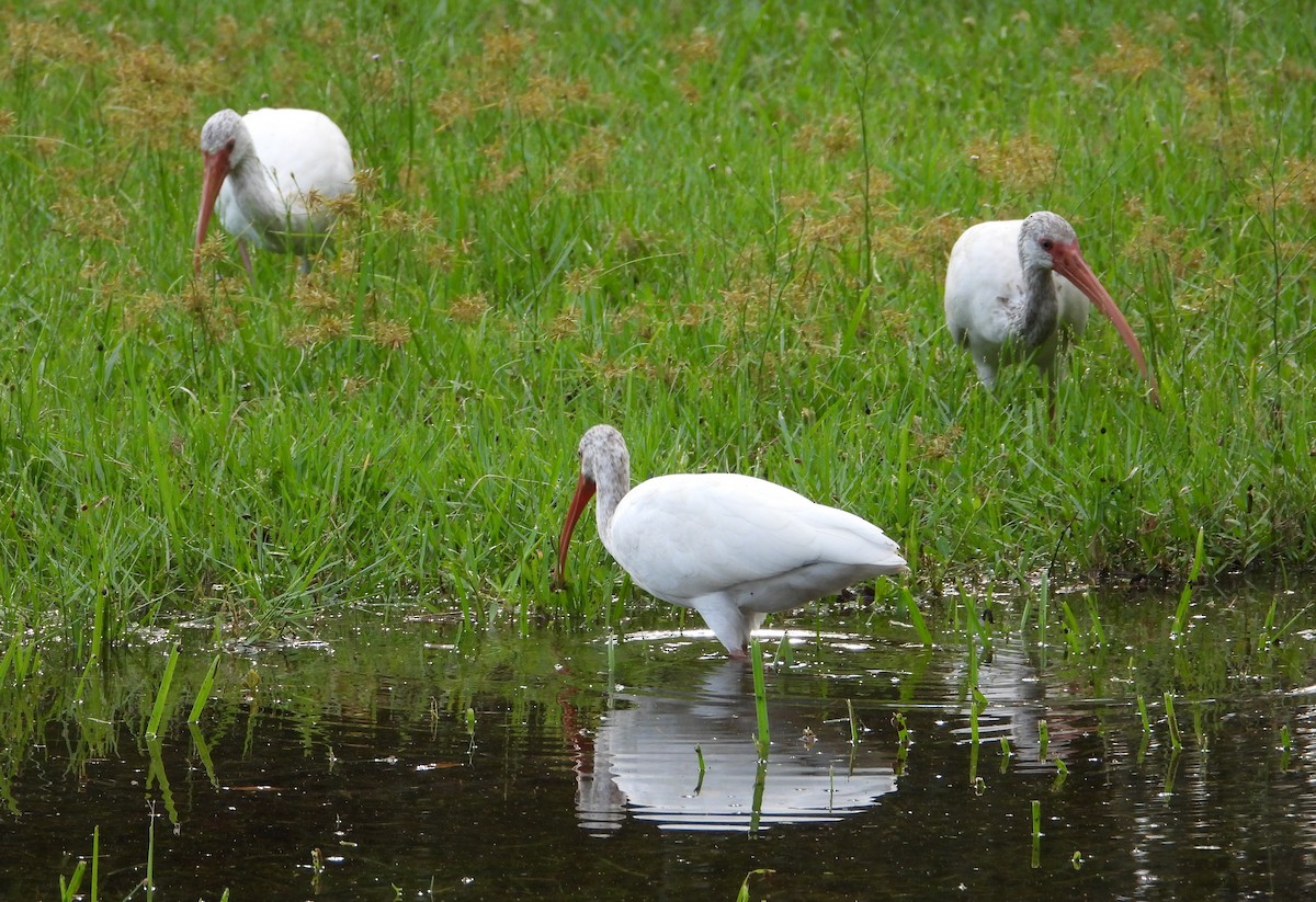 White Ibis - ML642815488