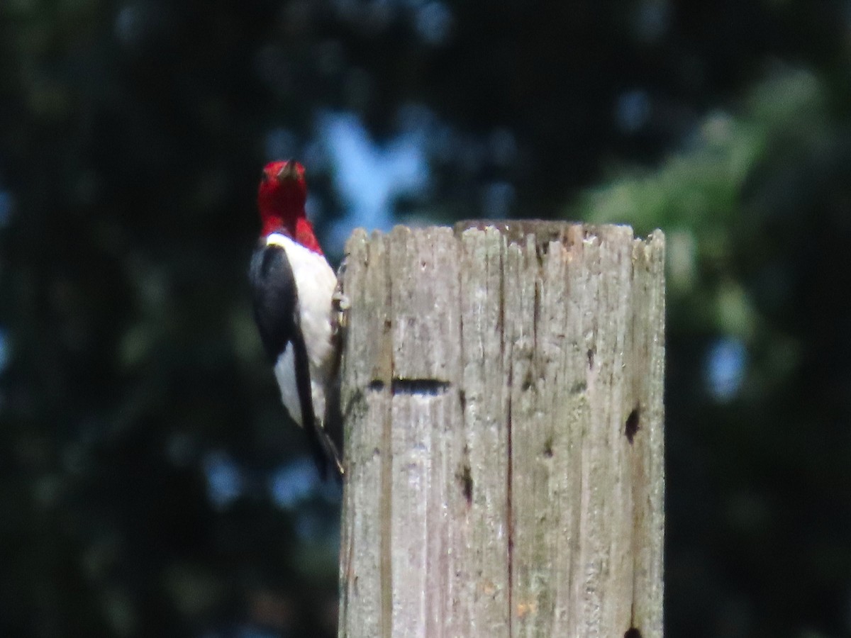Red-headed Woodpecker - ML642815493