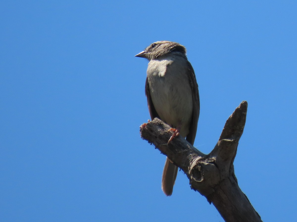Chipping Sparrow - ML642815497