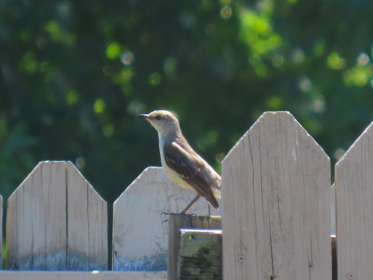Northern Mockingbird - ML642815502