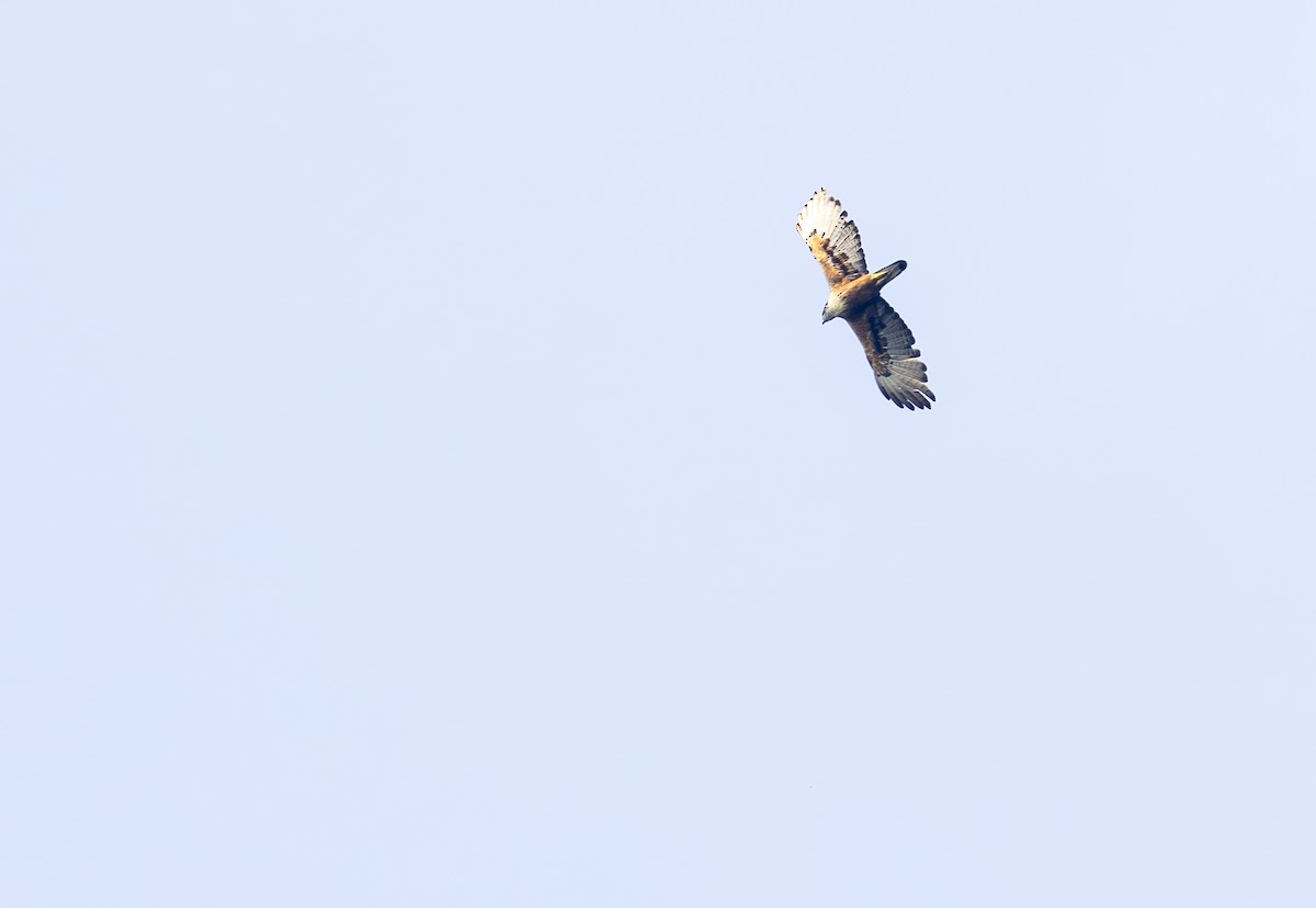 アカハラクマタカ - ML642815504