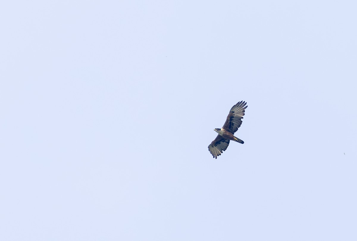 アカハラクマタカ - ML642815505