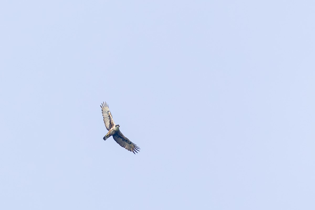 アカハラクマタカ - ML642815506
