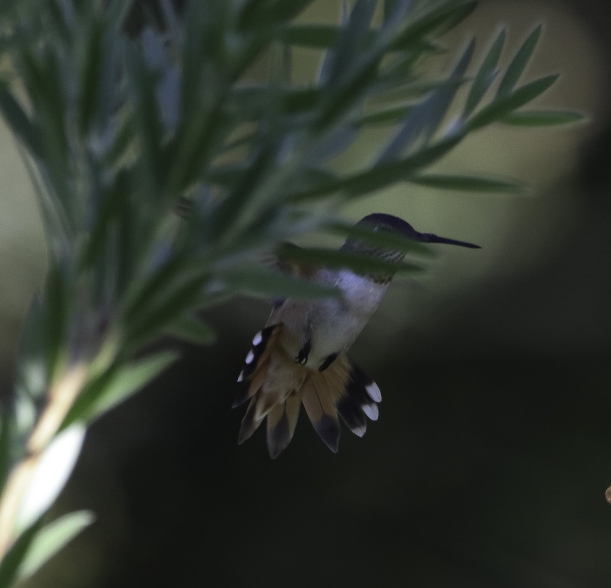 Rufous Hummingbird - ML642815509
