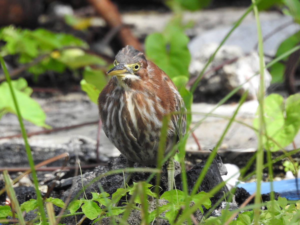 Green Heron - ML642815510
