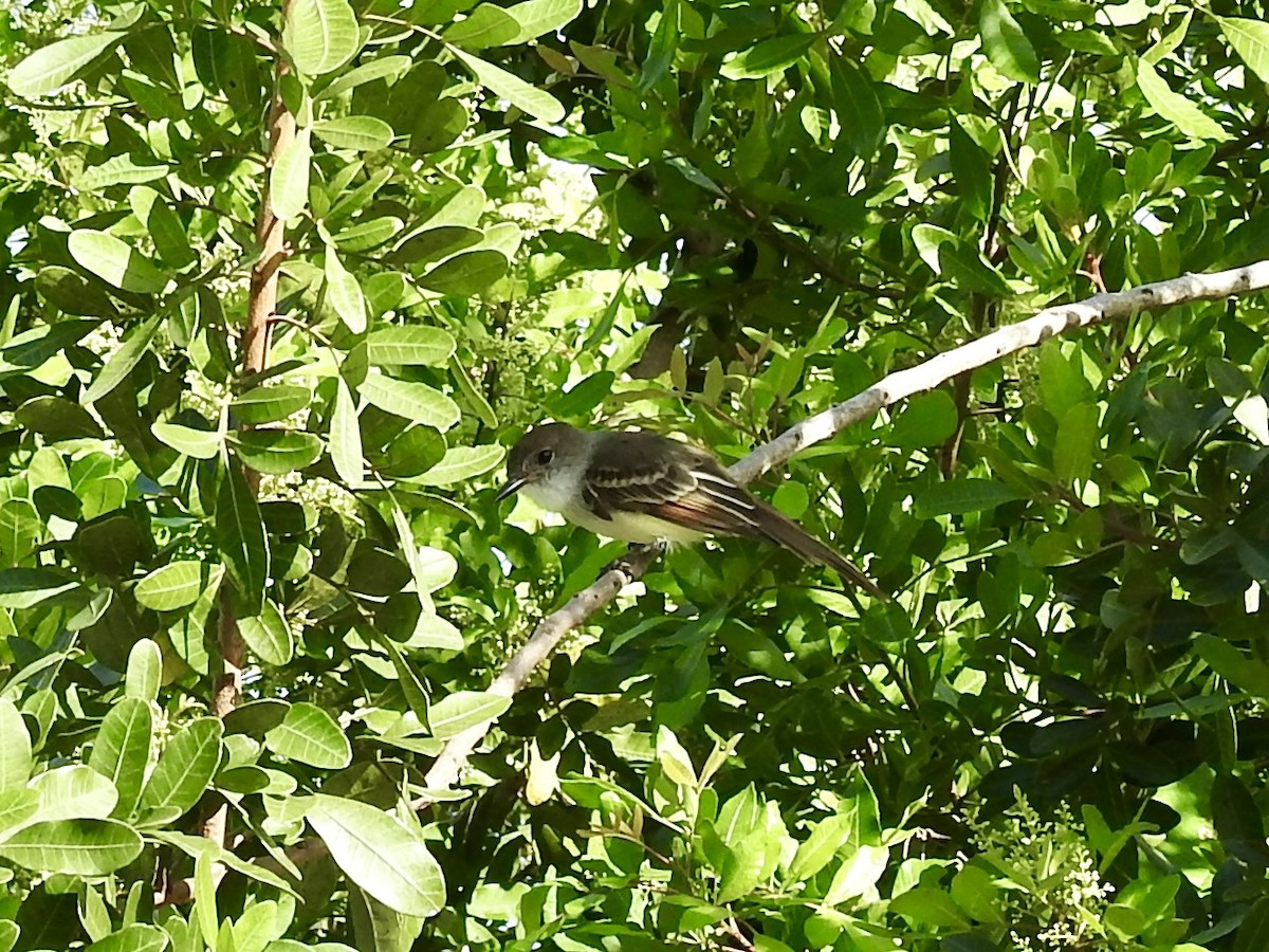 La Sagra's Flycatcher - ML642815517