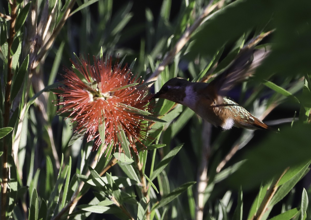 Rufous Hummingbird - ML642815518