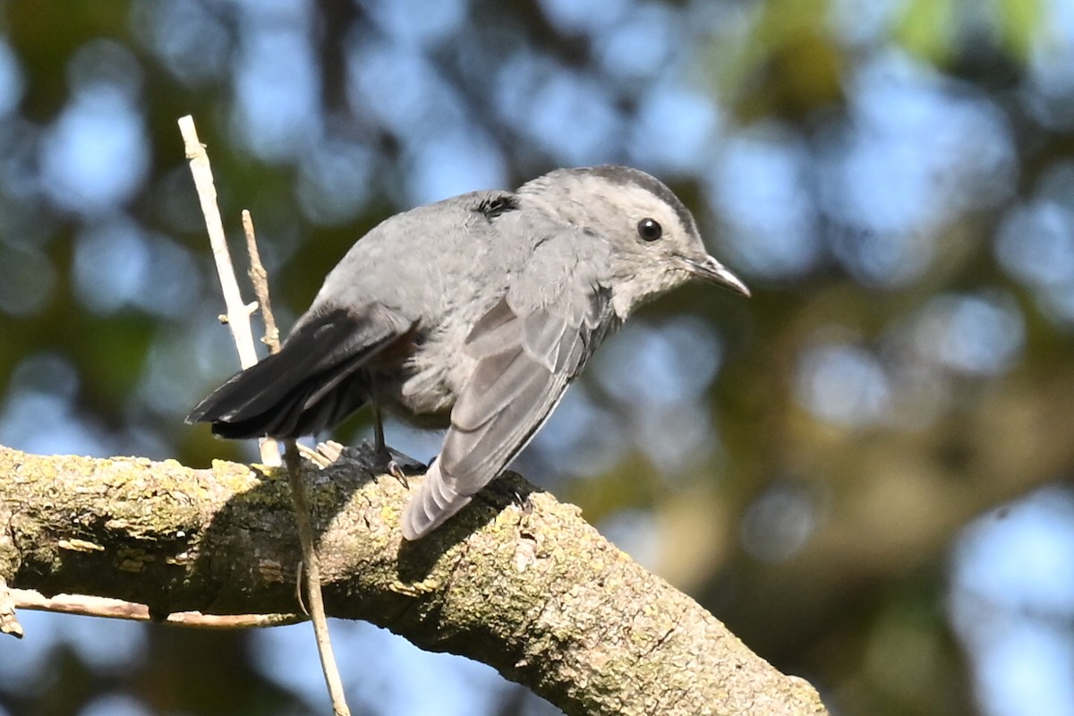 Gray Catbird - ML642815523