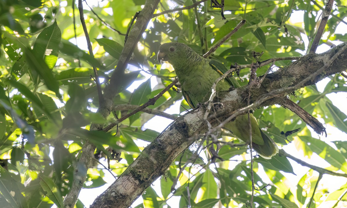 Scaly-naped Amazon - ML642815524