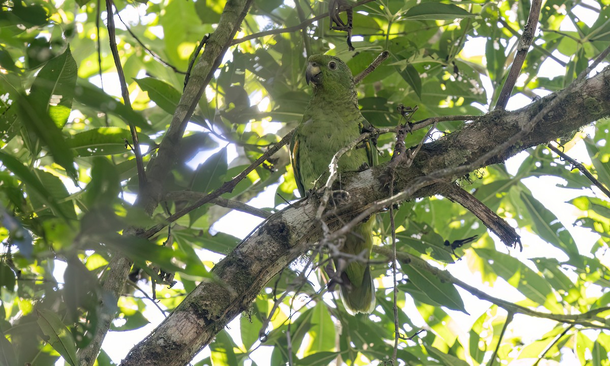 Scaly-naped Amazon - ML642815525