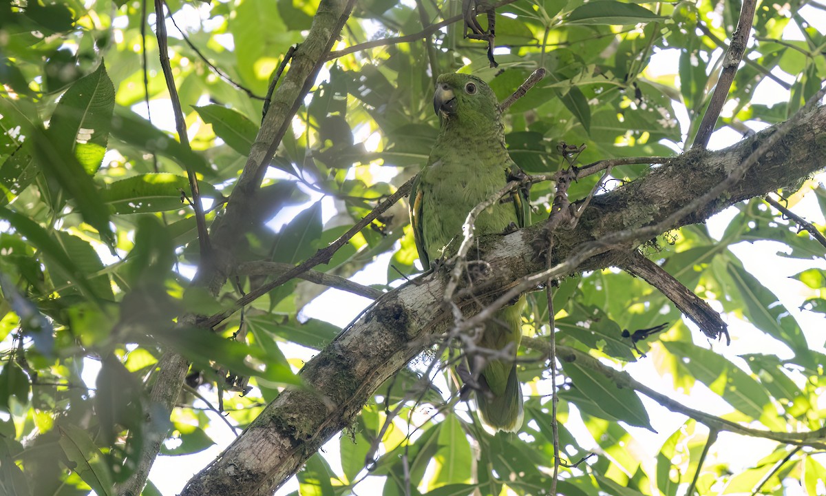 Scaly-naped Amazon - ML642815526