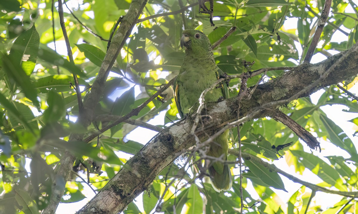 Scaly-naped Amazon - ML642815527