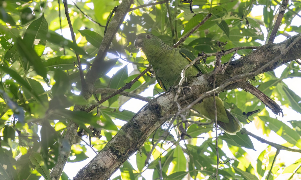 Scaly-naped Amazon - ML642815528